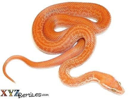 Baby Albino African House Snake