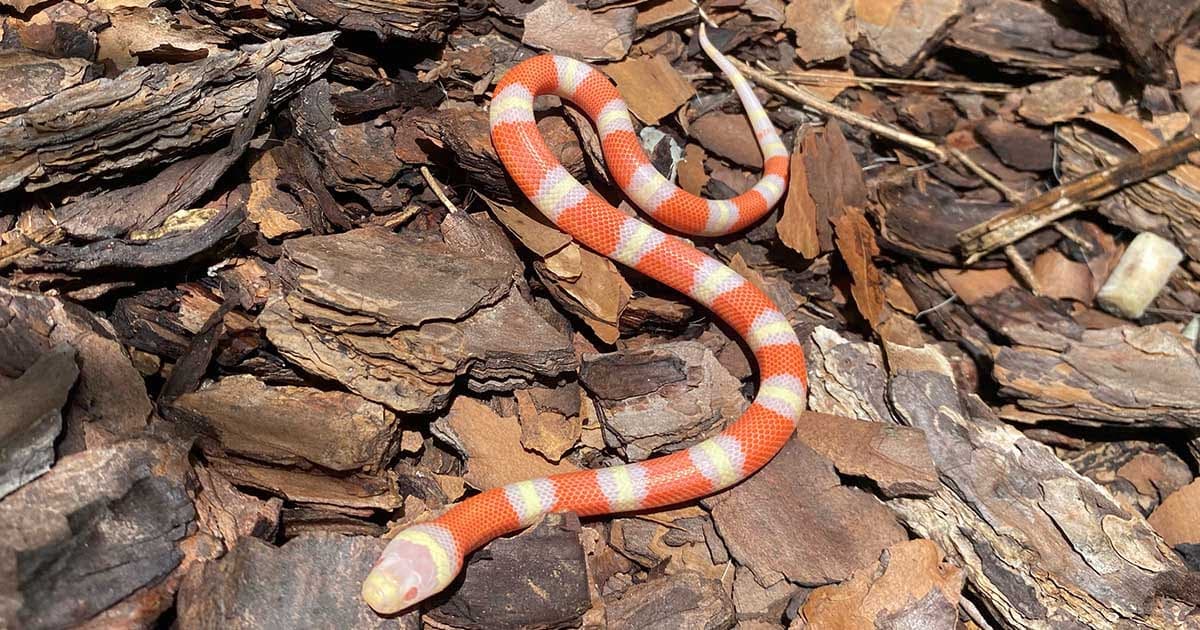 How much does a milk snake cost?