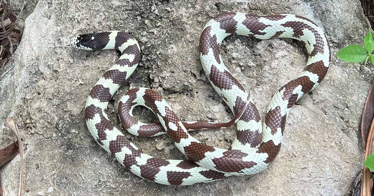 What does a king snake look like?