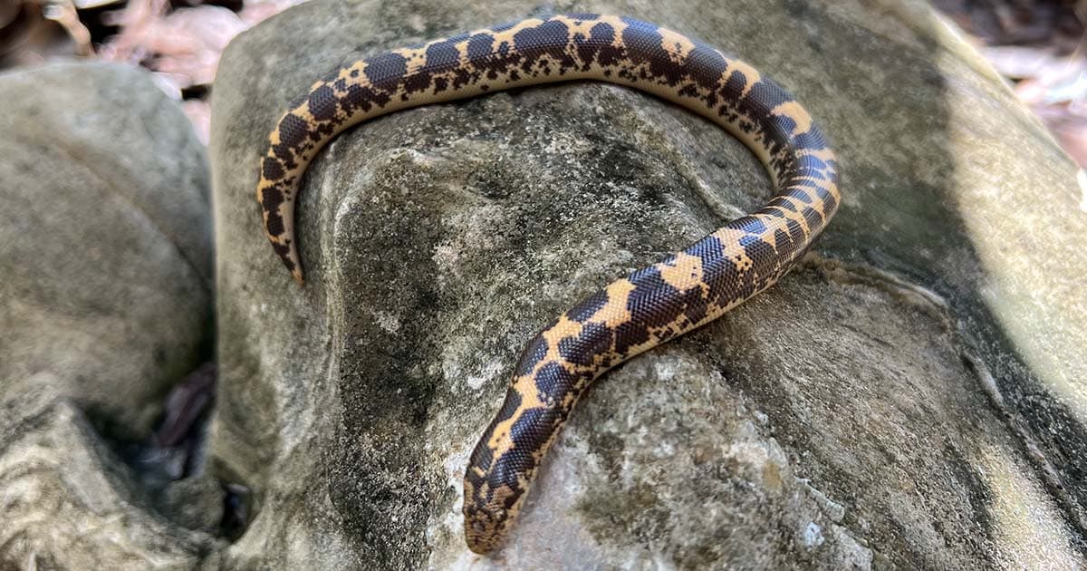 How much does a Kenyan sand boa cost?