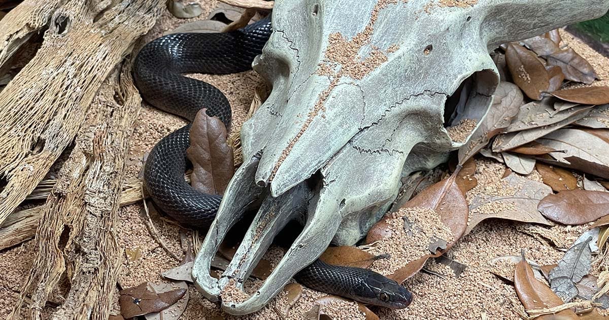 African House Snake Care Sheet