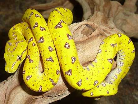 Biak Green Tree Python