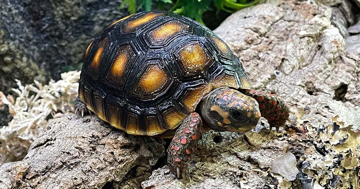 Red Footed Tortoise Care: All You Need To Know