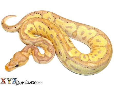 Baby Banana Clown Ball Python