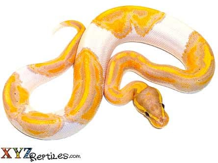 Baby Banana Pied Ball Python