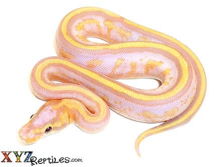 Baby Banana Super Stripe Ball Python