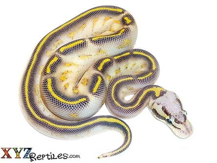 Baby Pastel Highway Ball Python