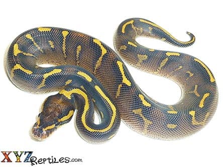 Baby Super Gravel Ball Python
