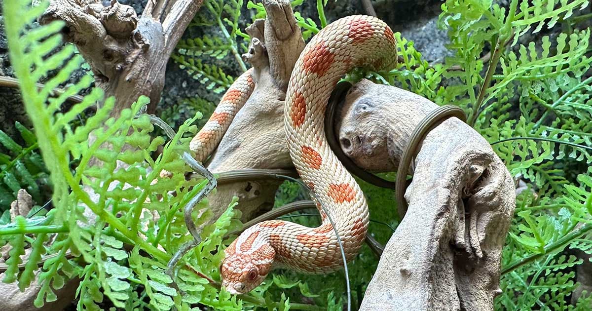 Are Hognose Snakes Good Pets?