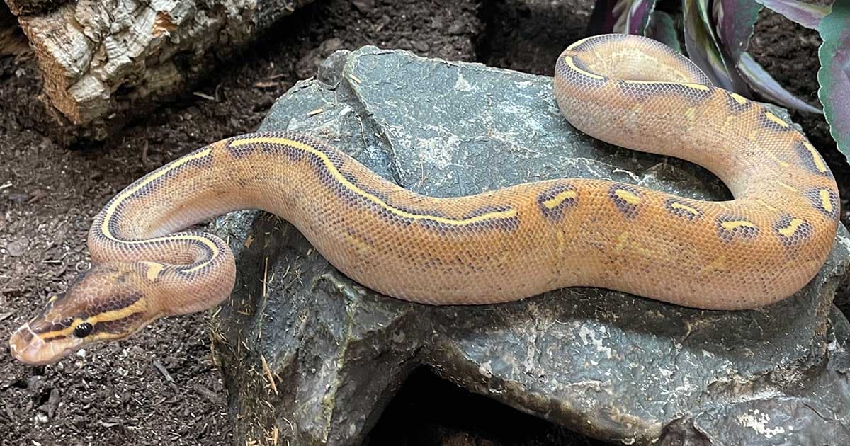 What Reptiles Make Good Pets In 2024?