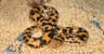 Top Small Boa Species to Keep as Pets In 2025