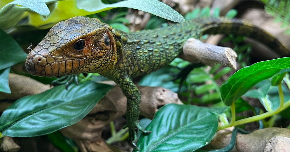 Are Caiman Lizards Good Pets?