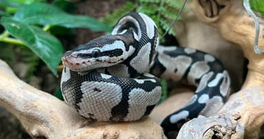 Ball Python Care: An In-Depth Ball Python Care Sheet