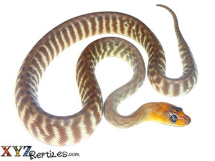 Woma Python
