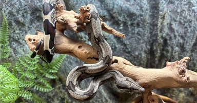 Suriname Red Tail Boa   Everything You Need to Know