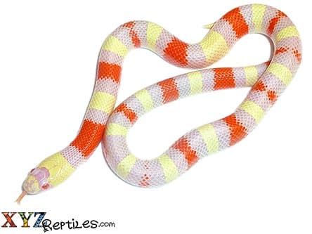 Albino Pueblan Milk Snake