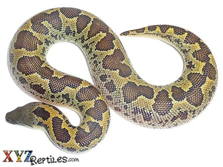 Rough Scaled Sand Boa