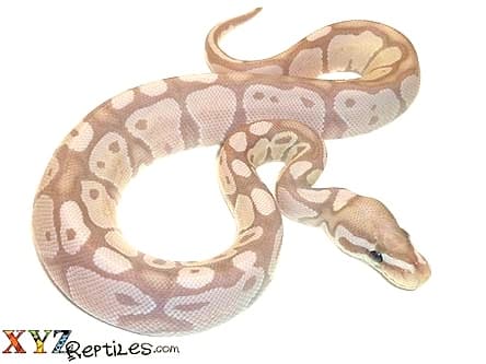 Baby Banana Axanthic Ball Python