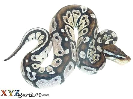 Baby Pastel Axanthic Ball Python