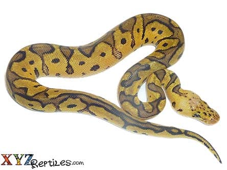 Baby Pastel Enchi Clown Ball Python