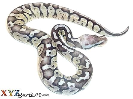 Baby Super Pastel Axanthic Ball Python