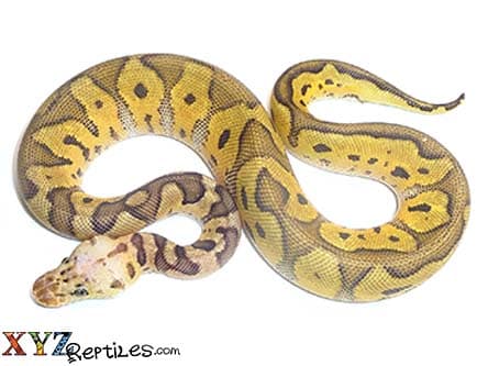 Baby Super Pastel Clown Ball Python