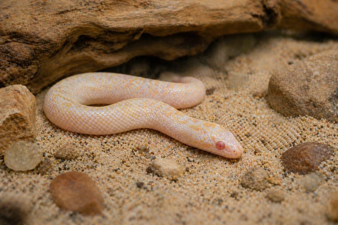 Sand Boa Morphs