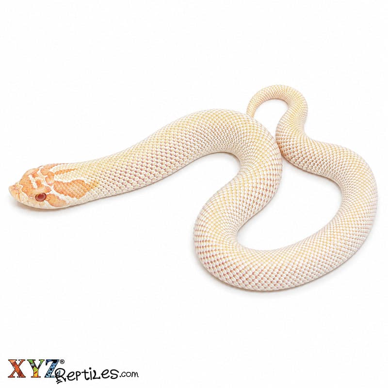 Albino Superconda Hognose Snake