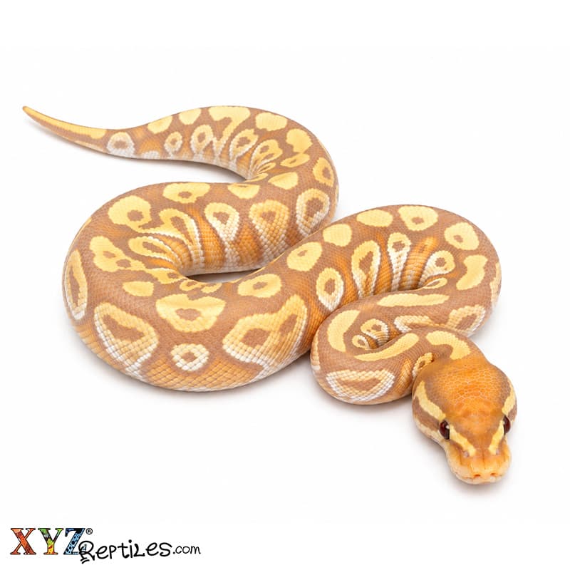 Baby Banana Mojave Ball Python