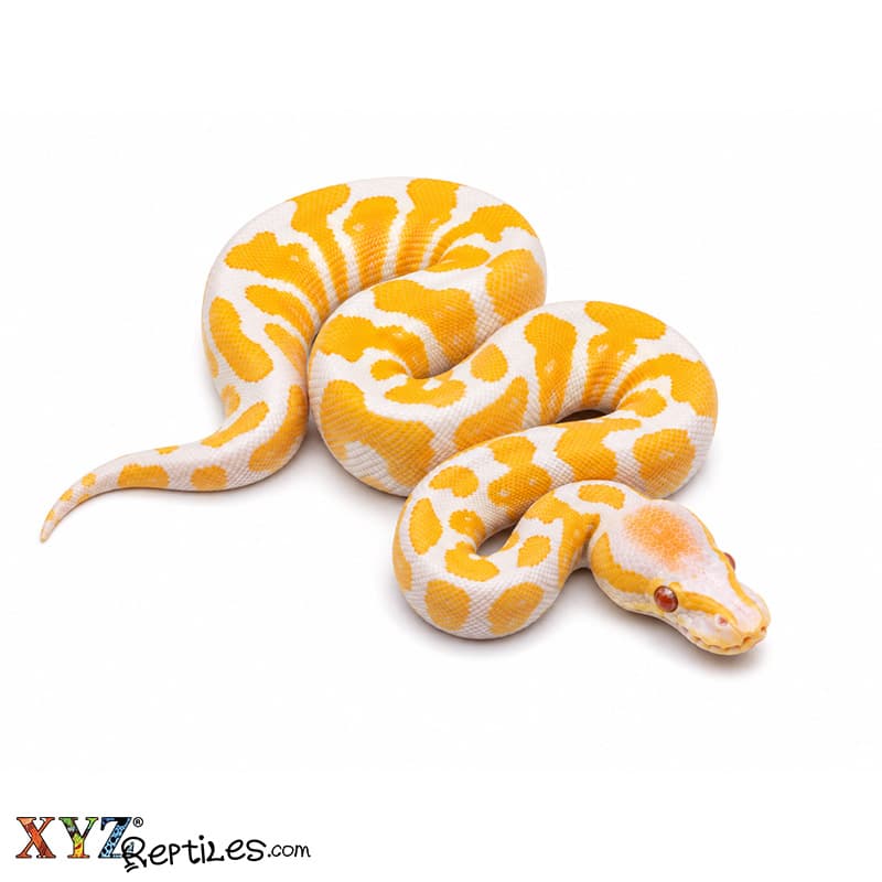 Baby Lavender Albino Ball Python