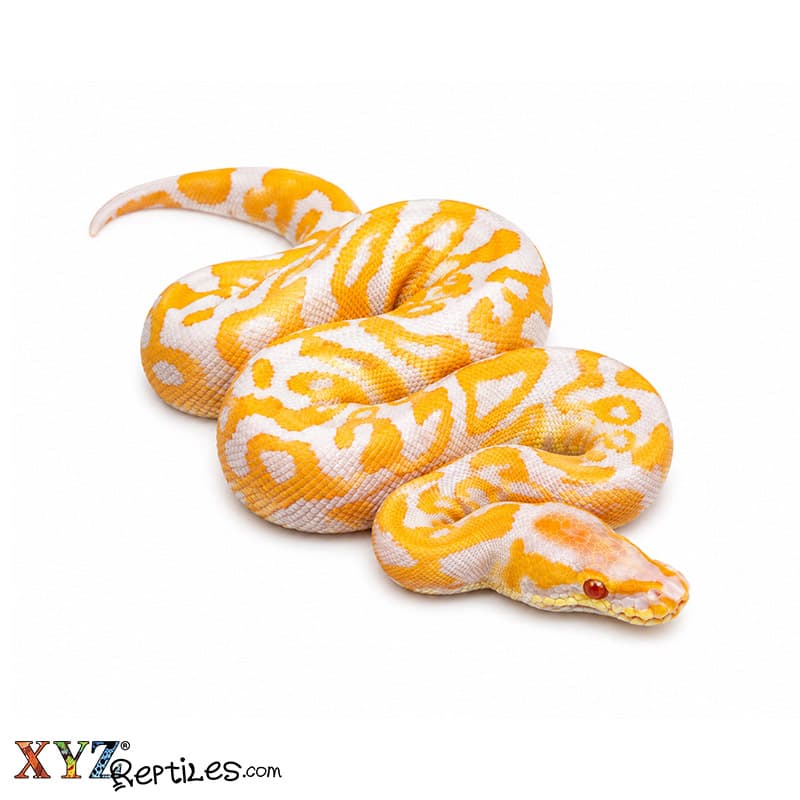 Baby Lavender Albino Leopard Ball Python