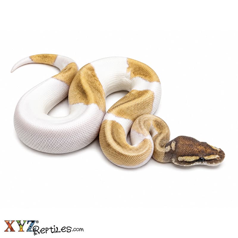 Baby Phantom Pied Ball Python