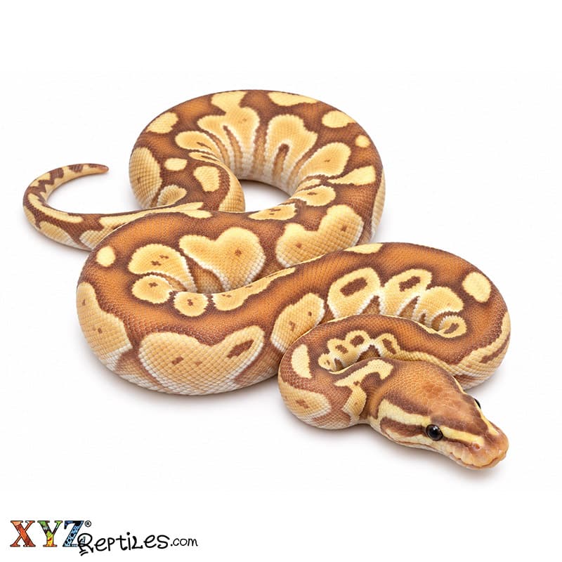 Baby Banana Butter Ball Python