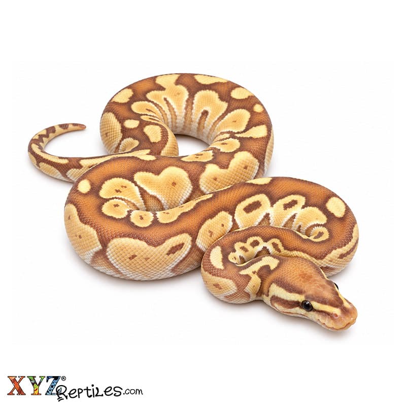Baby Banana Butter Ball Python