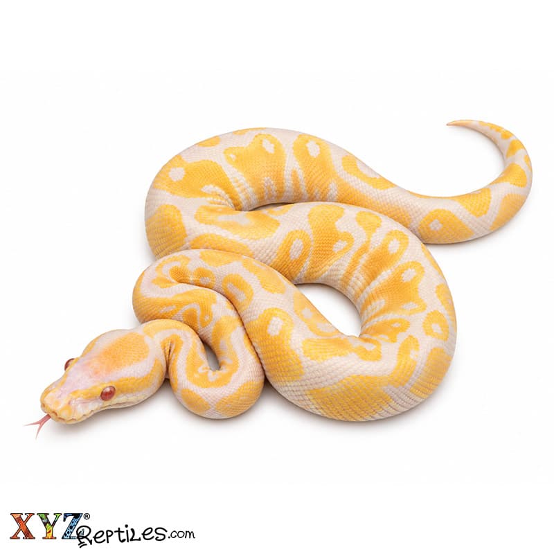 Baby Candy Ball Python