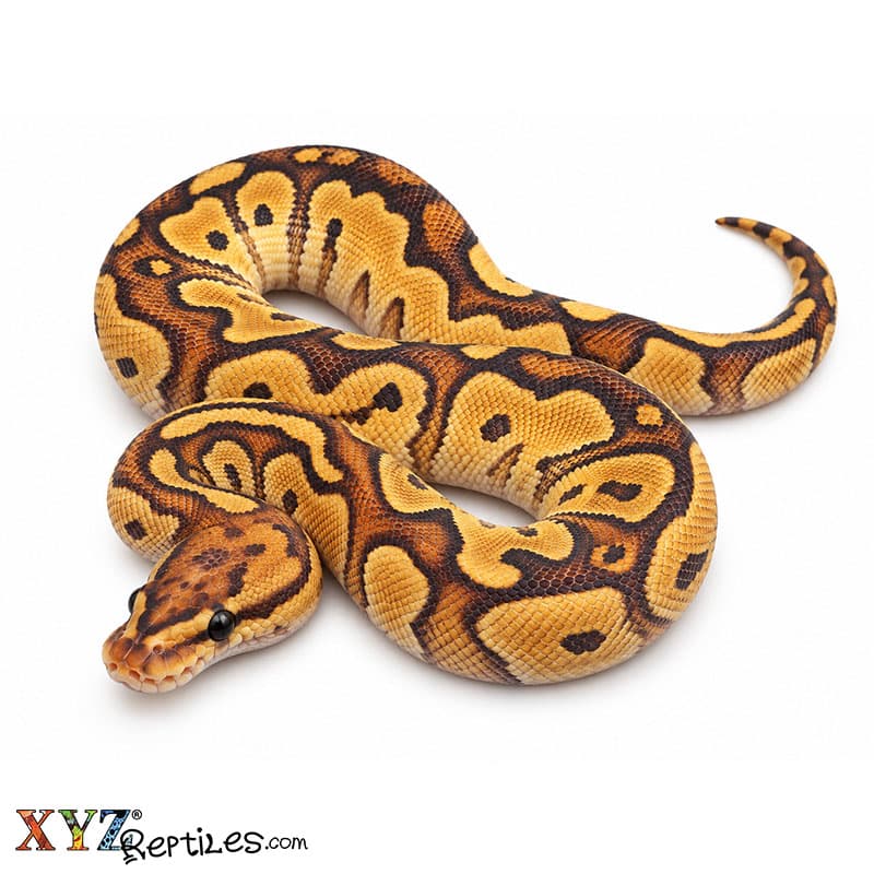 Baby Fire Clown Ball Python