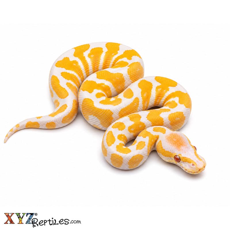 Baby Lavender Albino Ball Python