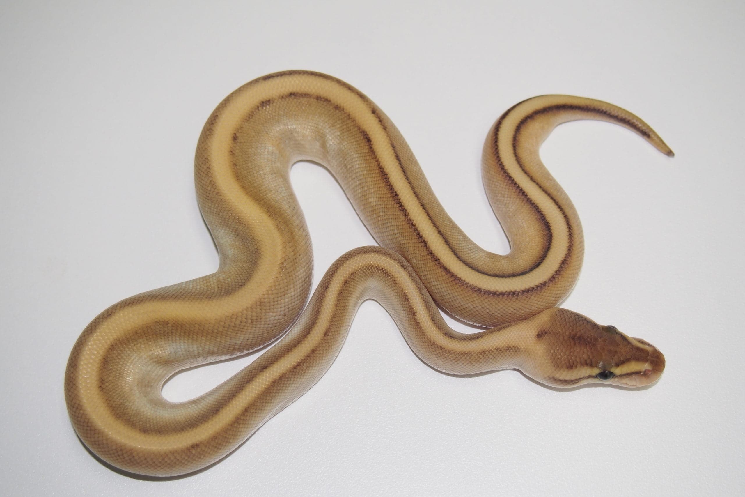 Baby Butter Genetic Stripe Ball Python