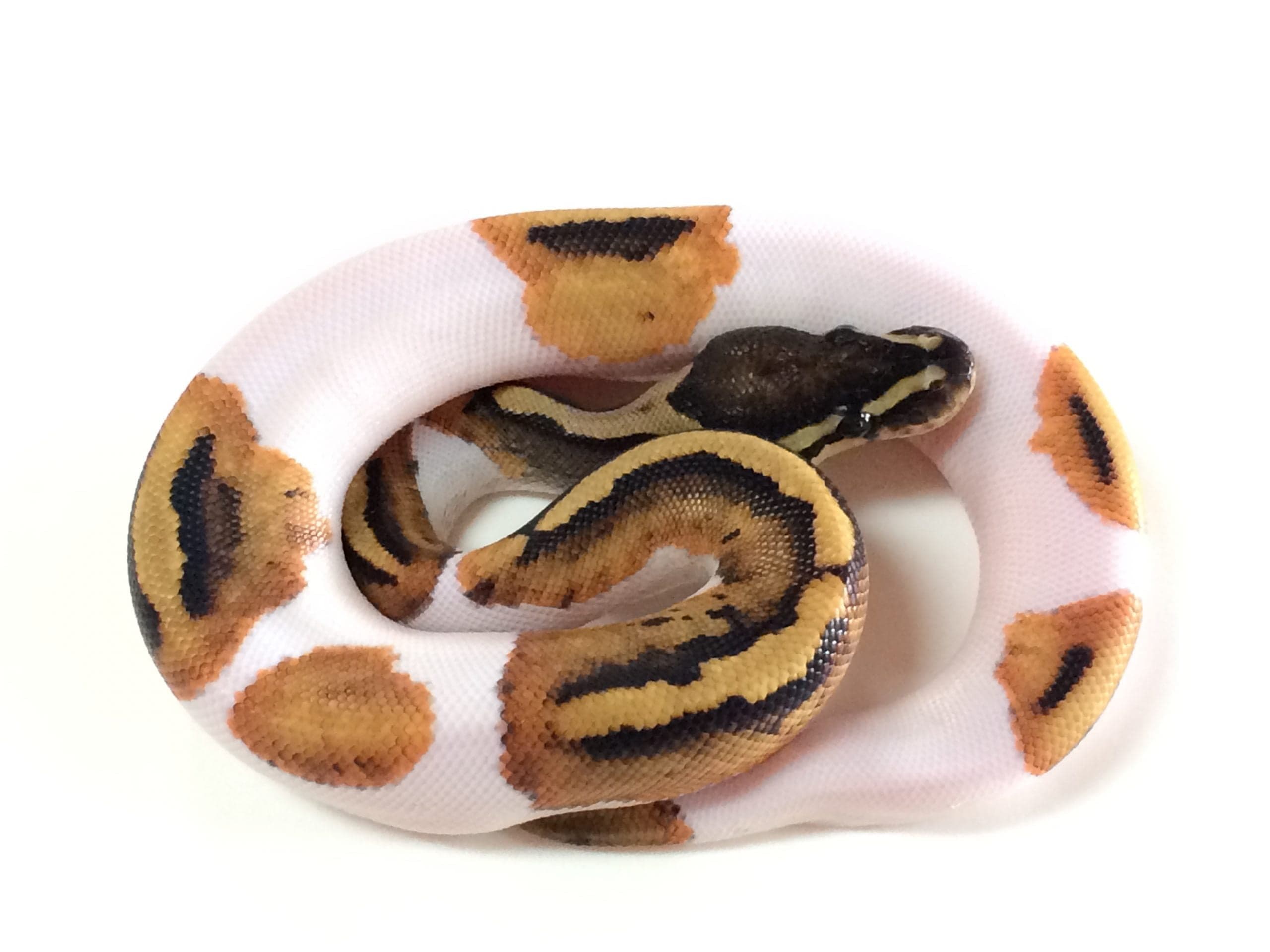 Ball Pythons for Sale