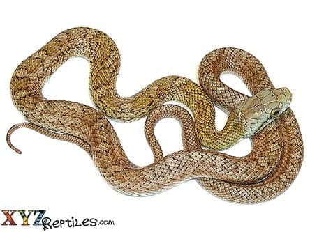 Baby Kunashir Island Japanese Rat Snake
