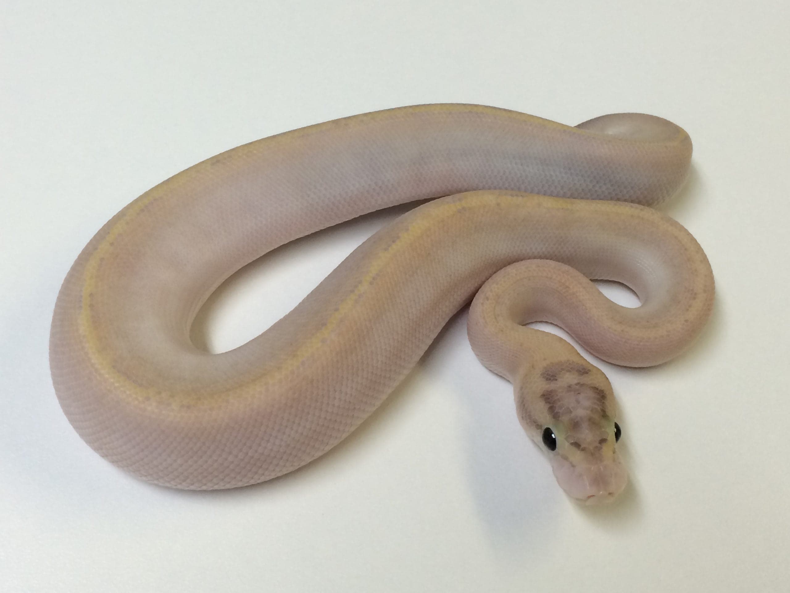 Baby Vanilla Ivory Ball Python
