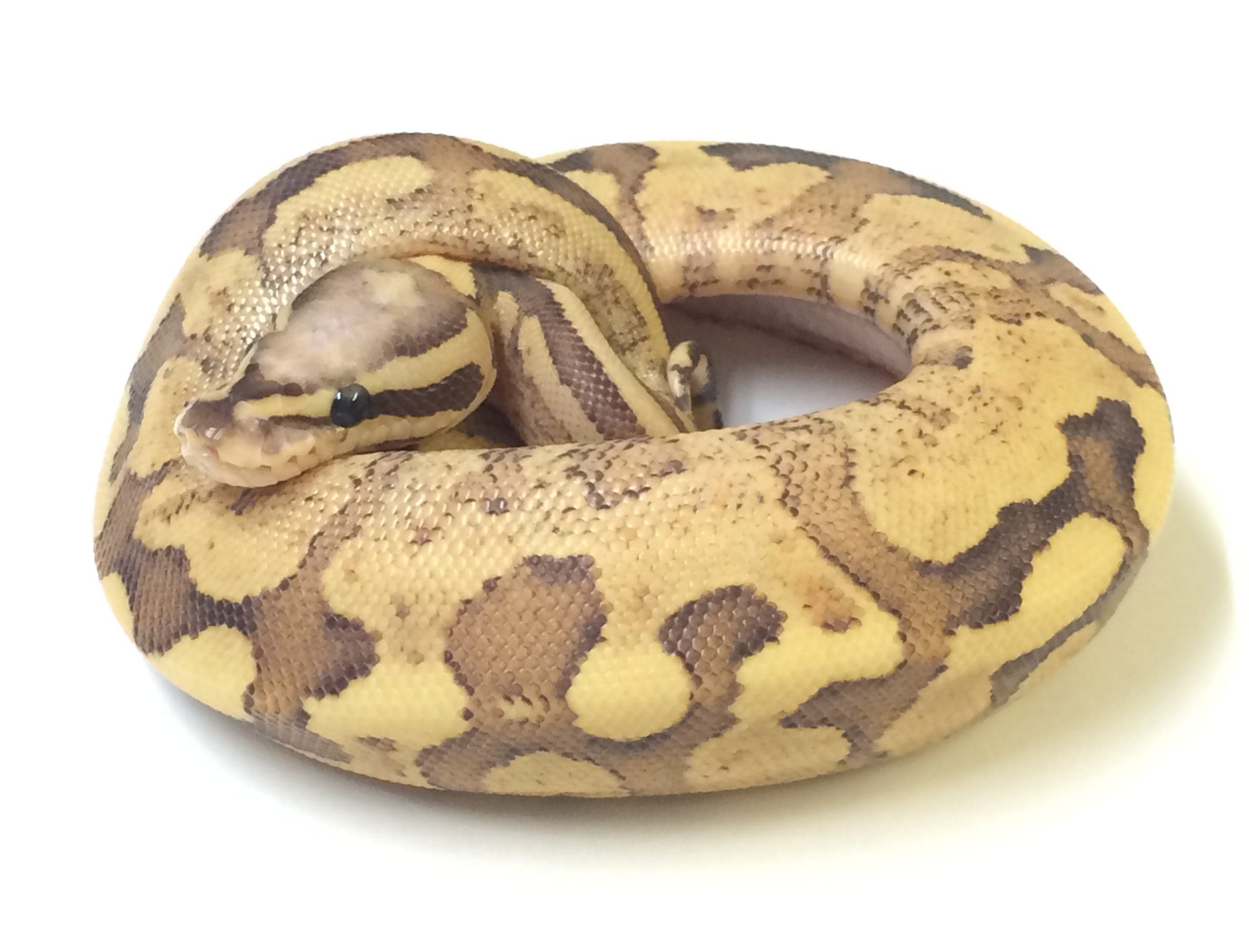 Baby Vanilla Cream Ball Python