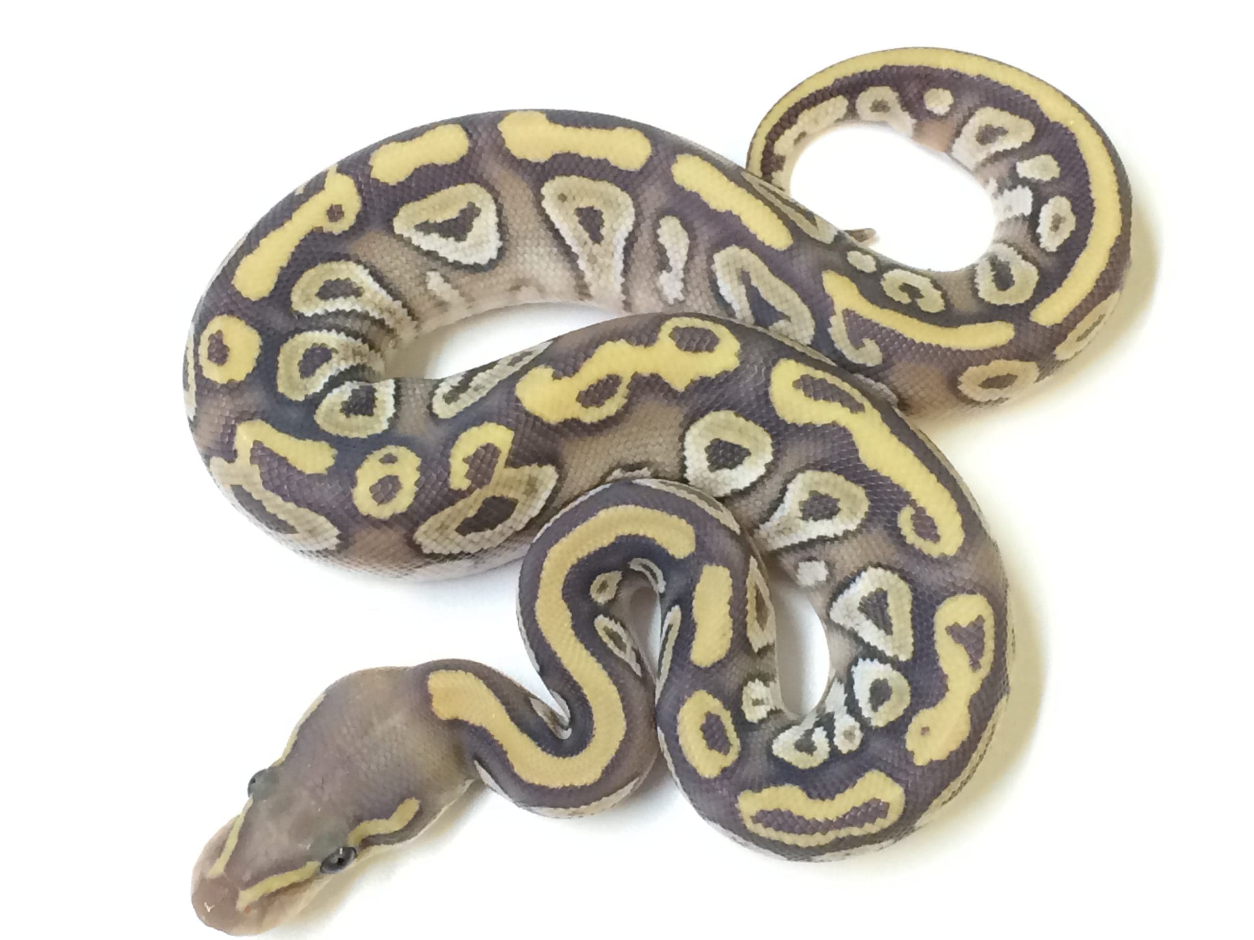 Baby Mojave Ghost Ball Python