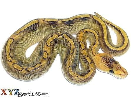 Baby Champagne Ball Python