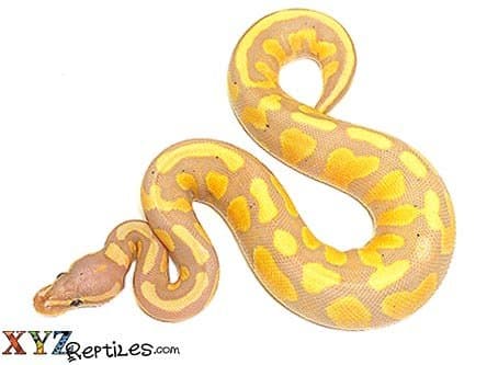Baby Yellowbelly Banana Ball Python