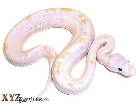 Baby Black Eyed Leucistic Ball Python