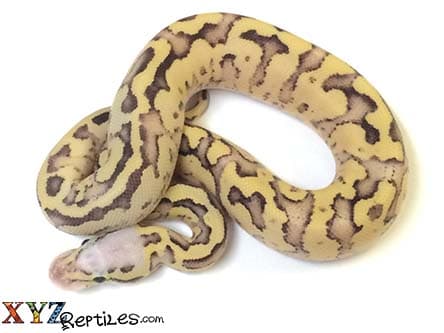 Baby Vanilla Scream Ball Python