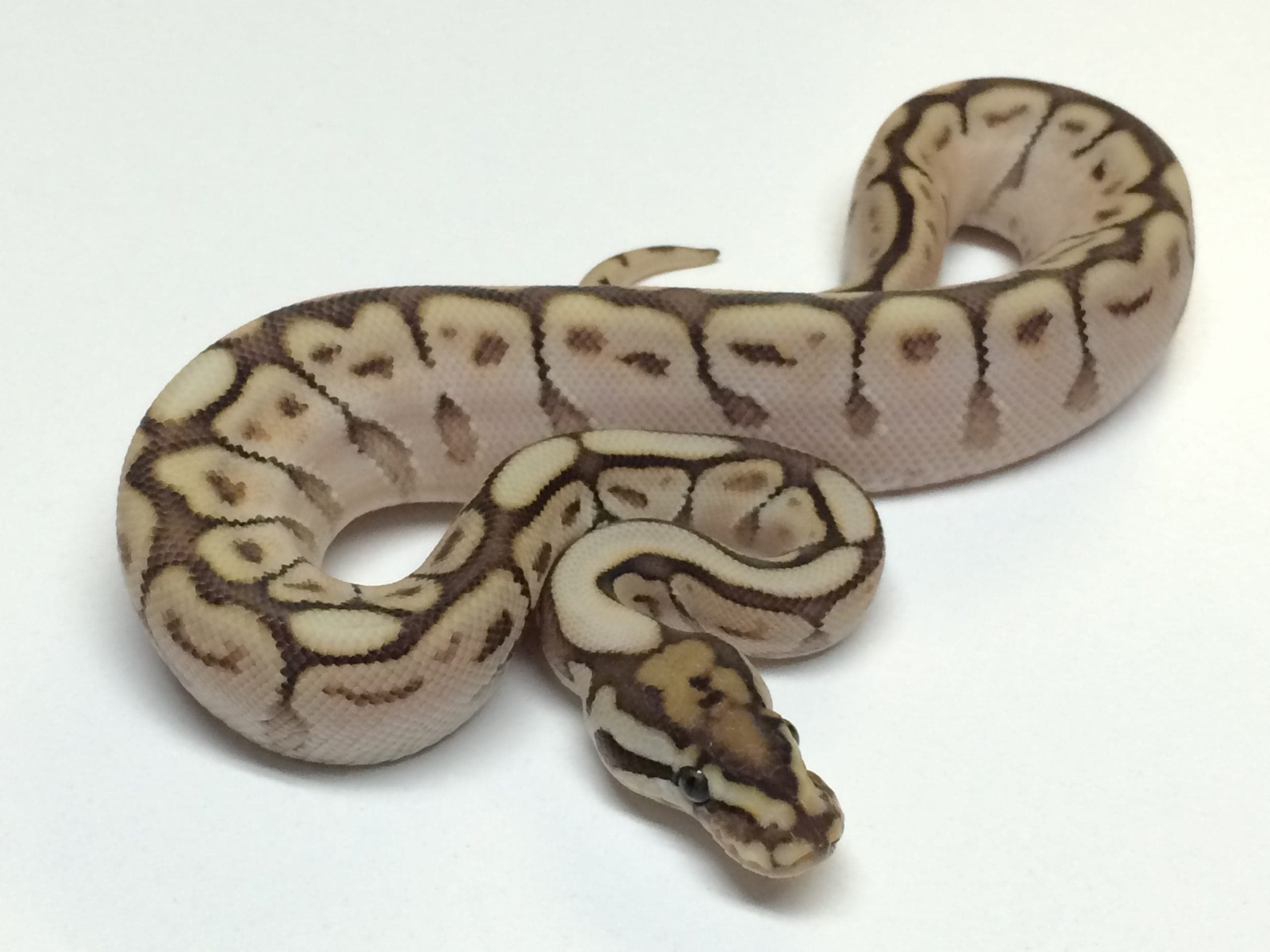 Baby Spider Butter Ball Python