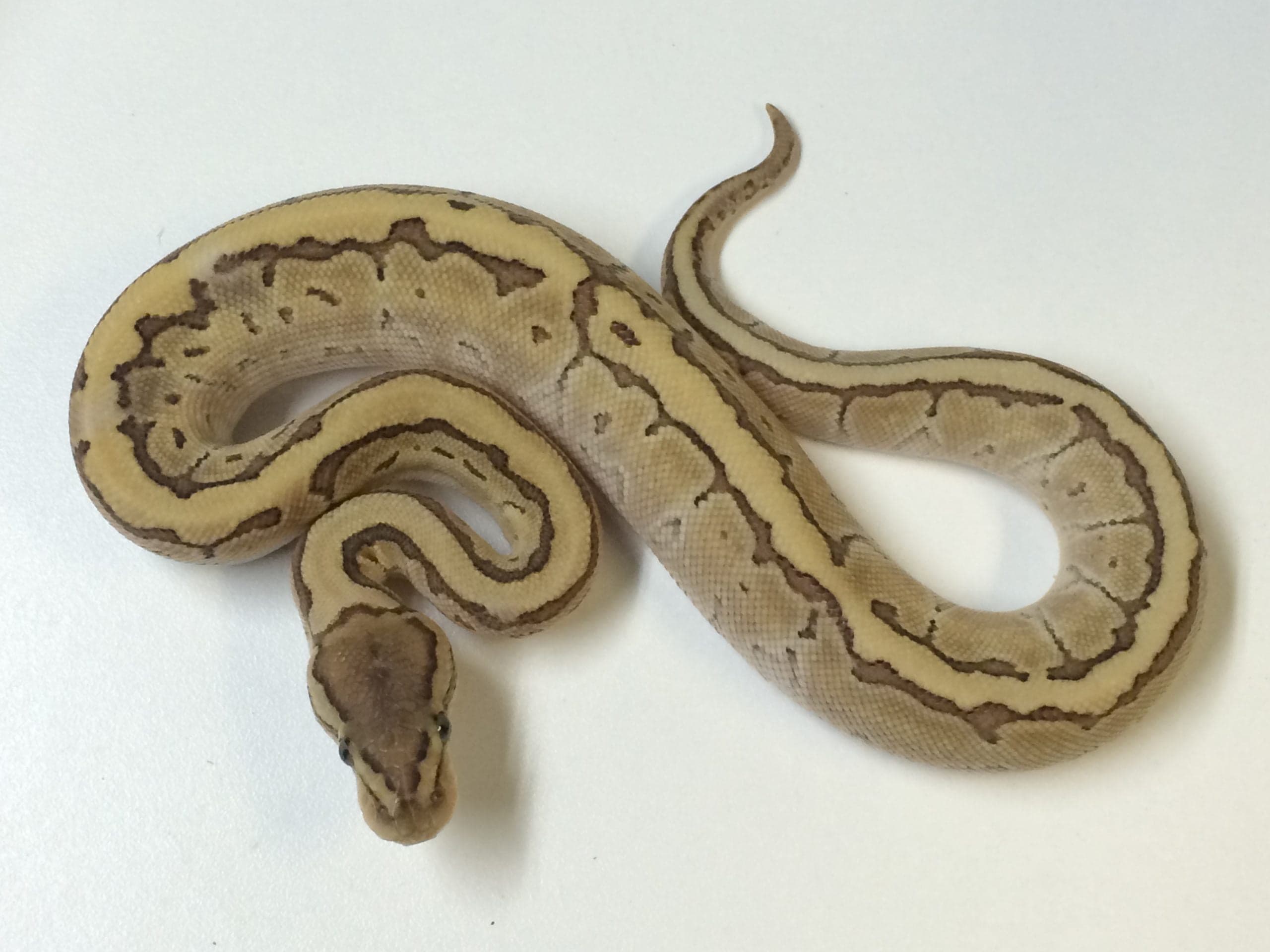Baby Kingpin Ball Python