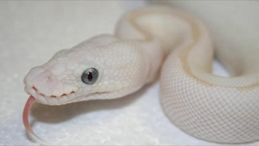 Do the Black Eyed Blue Eyed Leucistic Ball Python Still Matter?